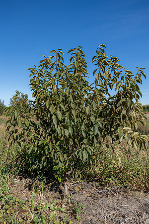 BP-10